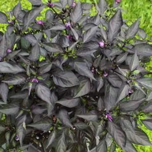 Vista 6 de CHUXAY GARDEN Semilla de pimienta ornamental de olivo negro, 10 semillas, planta anual de hierbas, plantación masiva, ideal para plantar
