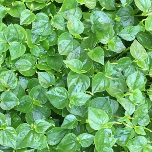 Vista 5 de 2000 Rau Cang Cua Arbusto Brillante Garra De Cangrejo Hierba Peperomia Pellucida Semillas Plantación Adornos Jardín Perenne Fácil de Cultivar