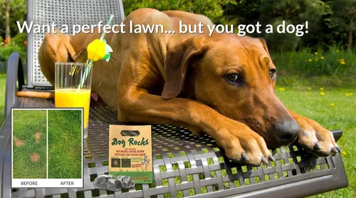 Vista 2 de Dog Rocks Neutralizador de hierba para orina de perro para césped verde en 3-5 semanas Dog Grass Saver Rock Neutralizador de orina 100% natural