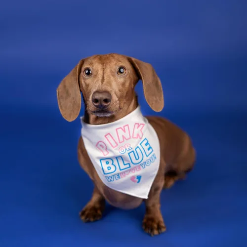 Vista 2 de Bandana para perro con texto en inglés «We Love You» rosa o azul, triángulo ajustable 100% algodón, fabricada en Estados Unidos, para sesión