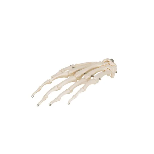 Vista 9 de 3B Scientific Esqueleto de mano A40 montado en alambre - 3B Smart Anatomy