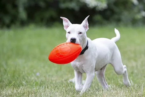 Vista 2 de Jolly Pets Juguete de fútbol para perro, 8 pulgadas, naranja
