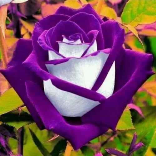 Vista 3 de Más de 300 semillas de rosas raras para plantar, semillas de flores de rosa arcoíris multicolor raras