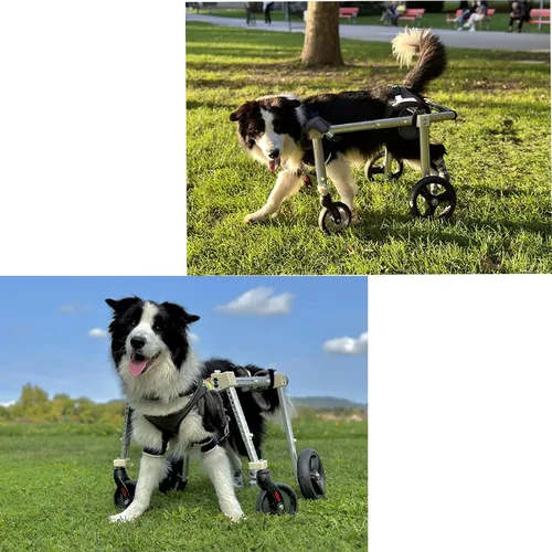 Vista 2 de Dog Wheelchair for Back/Front Legs，Adjustable Pet Mobility Cart, All-Aviation Aluminum Frame ，4 Shock-Absorbing Wheels，Comfortable Harness for Small