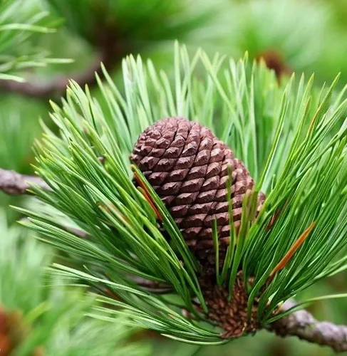Vista 9 de Pinus thunbergii (pino negro japonés) Semillas de árbol, forma atractiva y características únicas, semillas de MySeeds.Co, elige