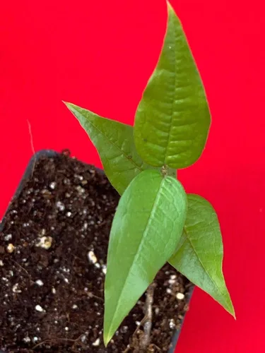 Vista 6 de Planta de maceta de árbol frutal de uva brasileña de hoja grande Plinia Aureana de Jaboticaba blanca