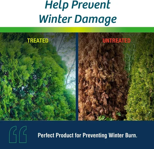 Vista 4 de Wilt-Pruf® Concentrado Protege contra daños en invierno, sequías y estrés Simplemente rocía y deja secar Bloquea la humedad con película