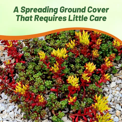 Vista 4 de Outsidepride Semillas de Oreganum Sedum - 1000 semillas perennes de cobertura del suelo para plantar, plantas suculentas resistentes al frío