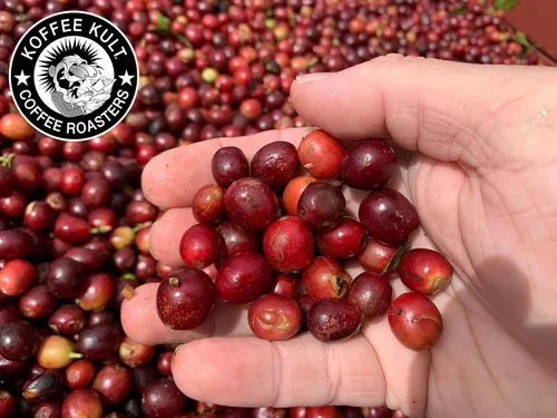 Vista 7 de Koffee Kult Café Brasil tostado medio, 100% café brasileño de origen único, tostado artesanal fresco (grano entero, bolsa de 12 onzas)