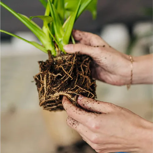 Vista 4 de Doter Musgo de Turba Sphagnum Orgánico, Añadido al Suelo y Enriquece las Raíces de las Plantas, Enmienda del Suelo de Jardinería y Medio de Suelo