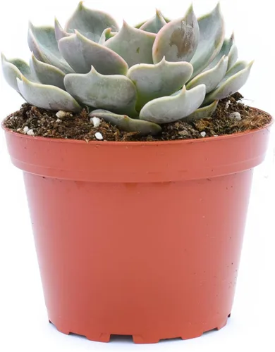 Vista 4 de Planta suculenta Echeveria viva - Suculenta Echeveria de 4 pulgadas (Echeveria Branco)
