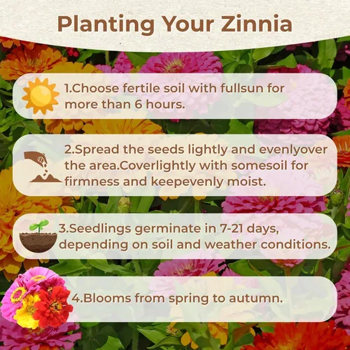 Vista 7 de Más de 16000 semillas de flores de Zinnia para mezcla de colores 2026-7+, alta tasa de germinación, perfectas para jardines, mezcla de semillas
