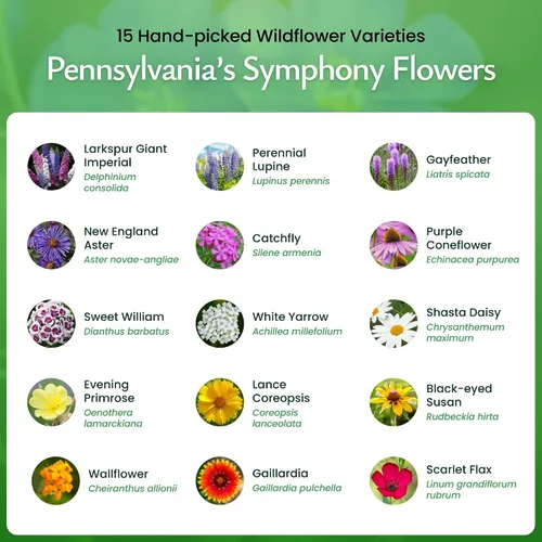 Vista 3 de Mezcla de semillas de flores silvestres de Pennsylvania: más de 50,000