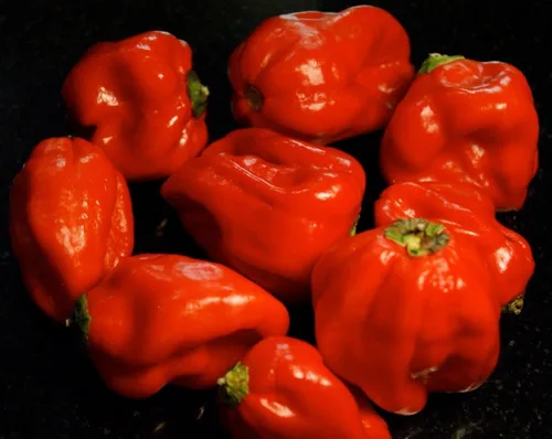 Vista 2 de Pimiento Dulce "Aji Dulce # 2"-(30 Semillas)Herencia Venezolana, Dulce, Sabroso -Raro