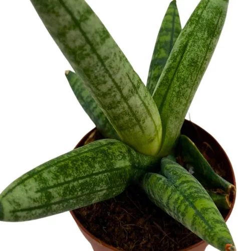 Vista 5 de BubbleBlooms Sansevieria Estrella de mar Boncel Cylindrica 2 pulgadas