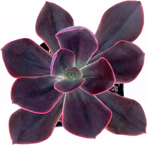 Vista 5 de Plantas de interior vivas suculentas "Bead Vine", tamaño aproximado de 2 pulgadas, suculentas en maceta, completamente enraizadas, de fácil cuidado