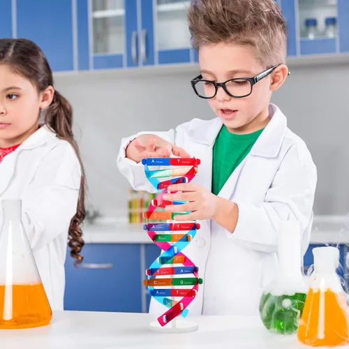 Vista 3 de NUOBESTY Kit de modelo de ADN, modelo de estructura de doble hélice, 13 pulgadas para ensamblar ayuda docente de biología con soporte