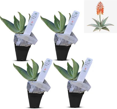 Vista 18 de Plantas de aloe coral (Aloe striata) - Suculenta viva con llamativos bordes rosados y hojas lisas y planas para jardinería en interiores