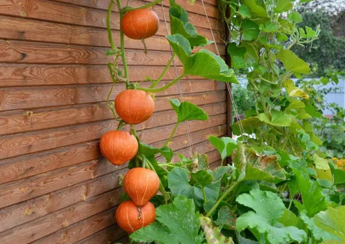 Vista 4 de Calabaza naranja dulce de forma única con unas 30 semillas de calabaza sin OMG