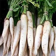 Vista 8 de Semillas de rábano Daikon a granel orgánicas Minowase japonesa (1/2 Lb)