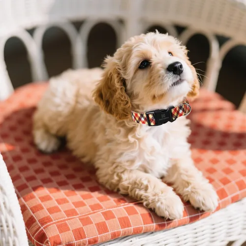 Vista 3 de Maca Bates - Collar de perro ajustable a cuadros para perros pequeños, medianos y grandes, con patrones, collares para perros para niños y niñas