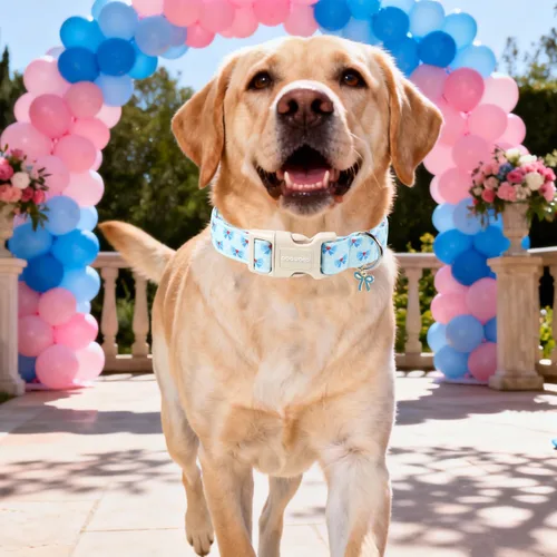 Vista 20 de DOGWONG Collar para perro de San Valentín, collar ajustable de algodón con corazón de caramelo azul, perfecto para perros pequeños a medianos