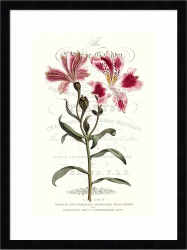 Vista 9 de Amanti Art Vision Studio - Lienzo decorativo para pared, 24 x 18 pulgadas, varietales de jardín de flores, arte de pared de flores, decoración