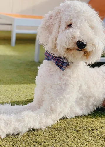 Vista 2 de Lionet Paws Collar para perro y gato con corbata de moño, hebilla de plástico ajustable, collar de cuadrícula para perros pequeños, medianos
