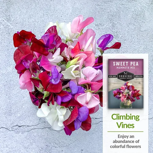 Vista 4 de Survival Garden Seeds - Semilla de guisante dulce de mamut para plantar - Paquete con instrucciones para plantar y cultivar flores fragantes en su