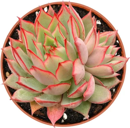 Vista 14 de Plantas suculentas vivas (Cotyledon Orbiculata cv. Long Leaf Variegated), suculentas en maceta de fácil cuidado, aproximadamente 4" de diámetro x 4