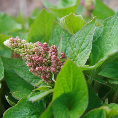 Vista 3 de Palm Beach Medicinal Herbs - Good King Henry (Chenopodium Bonus-henricus) - Paquete de 30 Semillas