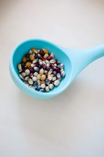 Vista 6 de Amish Country Popcorn Bolsa de 1 libra Granos de palomitas de maíz arcoíris Tradicional, sin OGM y sin gluten (Arcoíris - Bolsa de 1 libra)