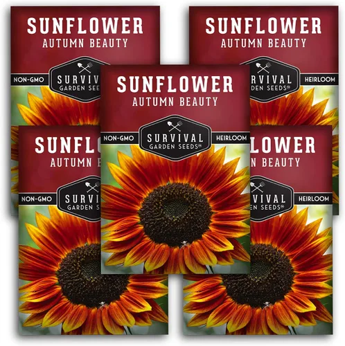 Vista 10 de Survival Garden Seeds - Semilla de girasol de Autumn Beauty para plantar - Paquete con instrucciones para plantar y cultivar flores hermosas