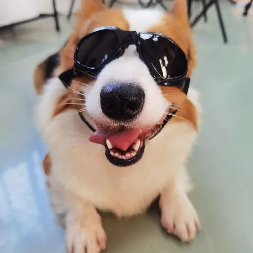 Vista 3 de Gafas de sol para perros pequeños, protección UV, resistentes al viento, gafas de sol para mascotas pequeñas para protección de los ojos