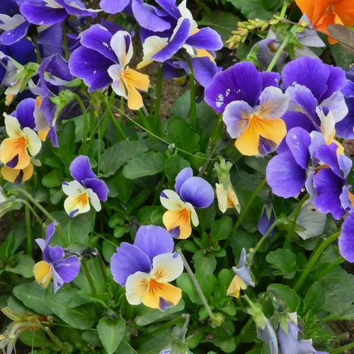 Vista 3 de Más de 200 semillas de pensamiento para plantar, semillas de flor de viola perenne de colores mixtos, semillas de pensamiento sin OMG para jardín
