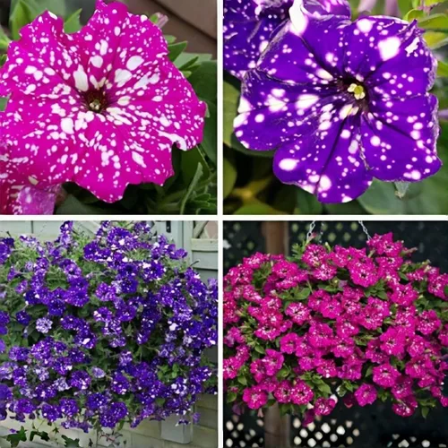 Vista 2 de 299 semillas anuales de flores de petunia de cielo nocturno para plantar, semillas de petunia con patrón de galaxia, flores moteadas para camas