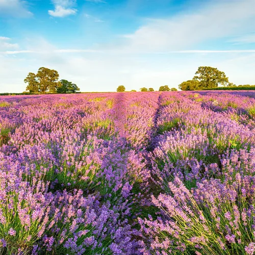 Vista 4 de Más de 10000 semillas de flores de lavanda perennes para plantar: semillas anuales de hierbas de lavanda vera atraen a polinizadores reliquia sin OMG