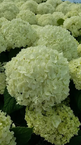 Vista 3 de Hortensia arb. 'Annabelle' (hortensia suave) Arbusto, flores de cabeza de fregona blancas, #3 - Contenedor