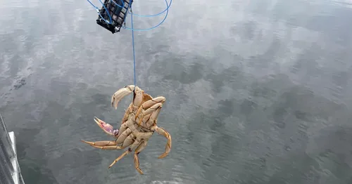 Vista 9 de AirFly Castable Crab Trap for Pier, Jetty & Surf - 6-Loop Fishing Pole Crab Trap Dungeness, Blue & Rock Crabs Lead-Free CA, OR, WA, MD & FL