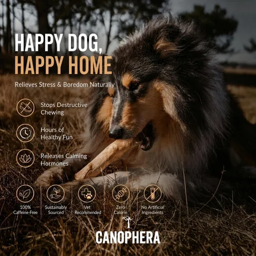 Vista 3 de Canophera Palitos masticables para perros de madera de café para masticadores regulares - tamaño pequeño