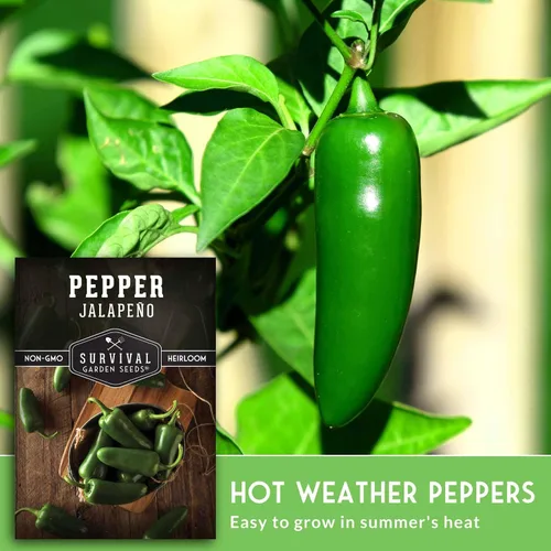 Vista 4 de Semillas de pimiento jalapeño para plantar, pimientos tradicionales sin OMG para encurtidos y salsas, semillas de jardín de supervivencia