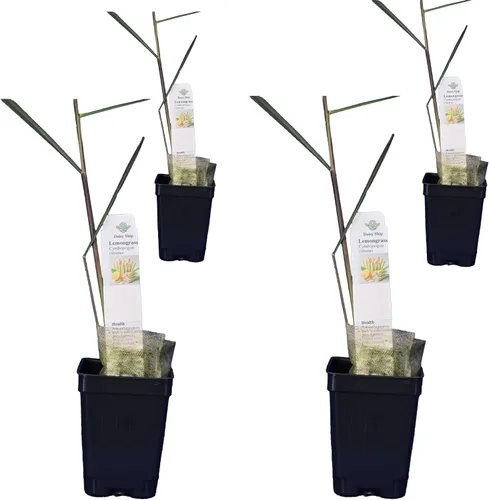 Vista 39 de Plantas de aloe coral (Aloe striata) - Suculenta viva con llamativos bordes rosados y hojas lisas y planas para jardinería en interiores