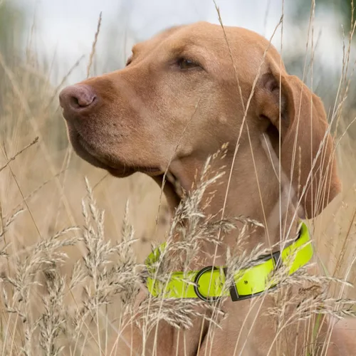 Vista 111 de Dogline Biothane - Collar impermeable para perro con hebilla de liberación rápida, resistente cincha de nailon recubierta con resistente y a prueba