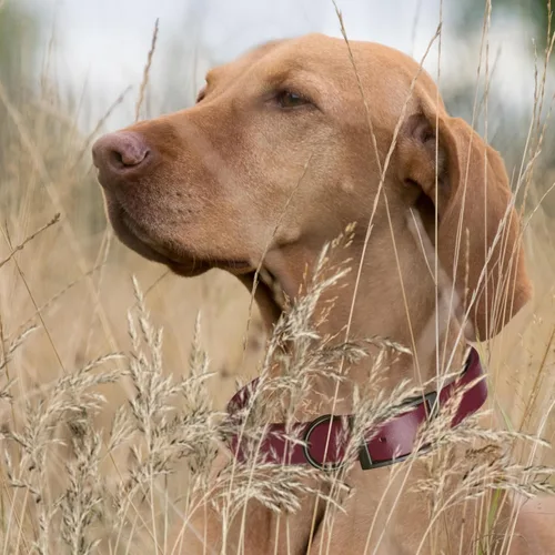 Vista 227 de Dogline Biothane - Collar impermeable para perro con hebilla de liberación rápida, resistente cincha de nailon recubierta con resistente y a prueba