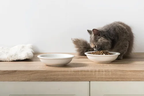 Vista 7 de CEEFU Tazones de cerámica más gruesos para comida y agua para gatos, 3 unidades, platos para gatos sin estrés, alivia la fatiga, plato de comida