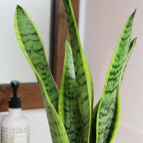 Vista 3 de Plants for Pets - Planta de serpiente viva con maceta blanca decorativa, suculentas Sansevieria Trifasciata Laurentii, plantas