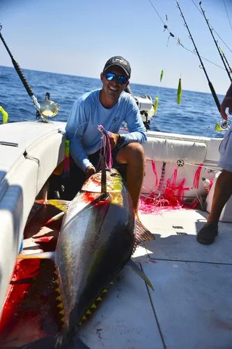 Vista 4 de Lobo Lures # 202 Bigeye - Cadena híbrida de margarita híbrida con diseño de atún de caramelo UV pelágico