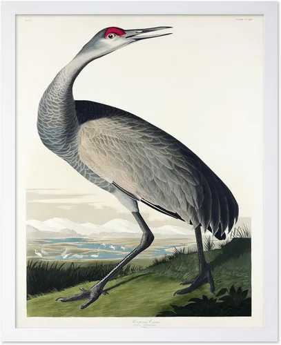 Vista 80 de Poster Master Póster vintage de James Audubon – Impresión retro de amargo americano – Arte de aves de América – Regalo para hombres, mujeres