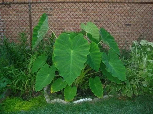 Vista 2 de 15 bulbos listos para crecer Colocasia Esculenta Elefante Oreja Taro Gabi Kalo Eddo Hojas Árbol Plantación viva
