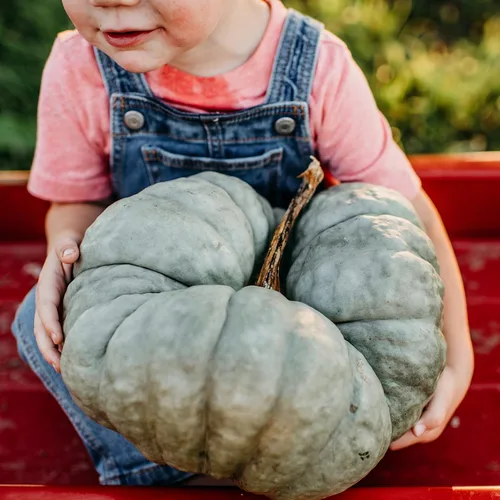 Vista 2 de Triamble (Shamrock) Calabaza de calabaza azul, 25 semillas, variedad rara de polinización abierta, fácil de cultivar, semillas de vegetales sin OMG